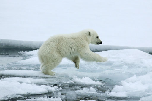 Polar Bear Plunge