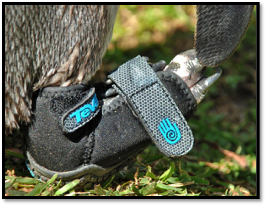 Lucky The Penguin Gets A Teva Shoe