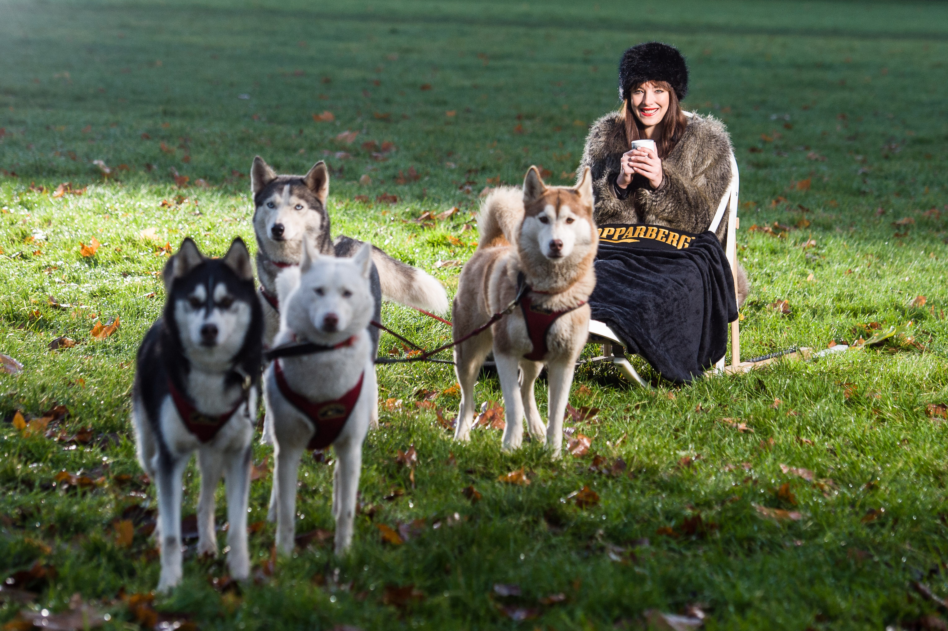 Kopparberg husky rides and Spiced Apple cider