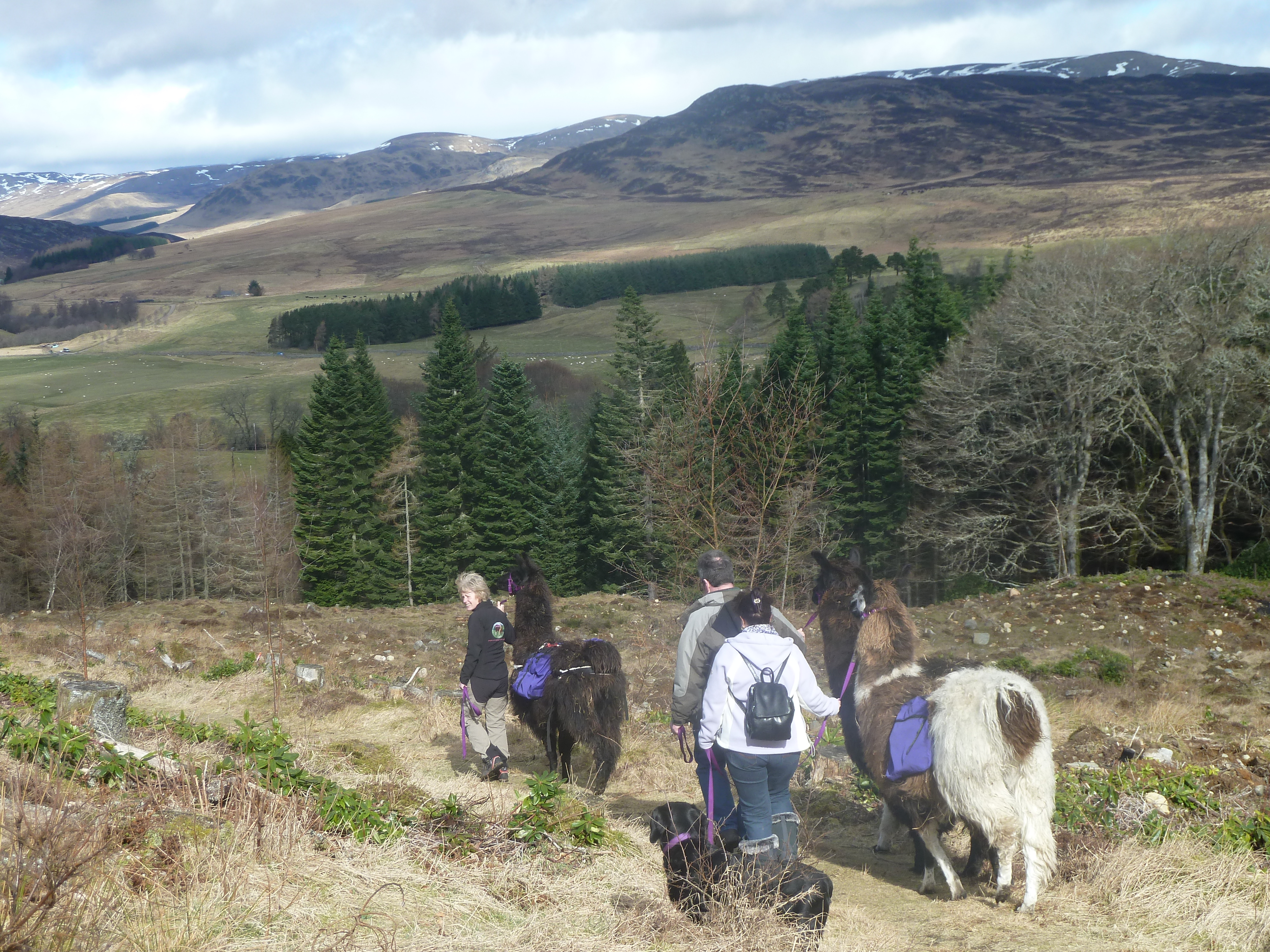 Llama trekking in the Cairngorms National Park