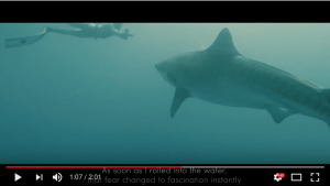 From fear to fascination; diving with sharks